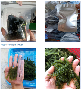 Algues de mer fraîches de qualité supérieure – Caviar vert naturel riche en nutriments pour l'exportation et la vente en gros - Product Image 6