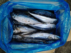 Caballa congelada al por mayor, MARISCOS CONGELADOS de grado exportador, pescado fresco y sabroso para distribución global - Product Image 4