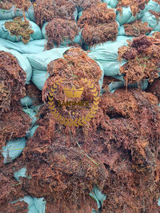 NOUVELLE SAISON Algues sargasses séchées de haute qualité et bénéfiques pour la santé pour l'engrais alimentaire 25 Kgs sac d'emballage du Vietnam - Product Image 3