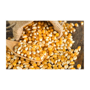 Maíz amarillo de primera calidad listo para exportación y para compradores globales - Product Image 6