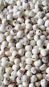 Graines de lotus blanc, qualité uniforme et fiable, exportation en vrac contrôlée en usine - Product Image 3