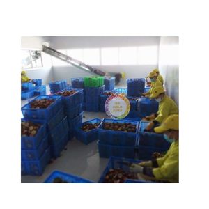 FRUITS DE LA PASSION FRAIS CONGELÉS 100% FRUITS IQF TROPICAUX BIOLOGIQUES PURS EN GROS AU PRIX EN VRAC FRUITS DE LA PASSION CONGELÉS TOP VENTE - Product Image 2