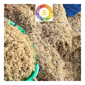 Eucheuma Cottonnii Seaweed Premium Dry Irish Sea Moss Tamaño grande Calidad limpia Elección perfecta para ensalada Seamoss - Product Image 1