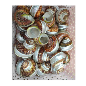 Concha de reina de Vietnam para portavelas y decoración del hogar asequible y natural - Product Image 6