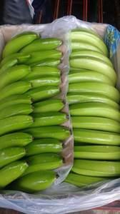 100% plátanos verdes largos de plátano Cavendish frescos naturales con pegatina personalizada para exportación - Product Image 2