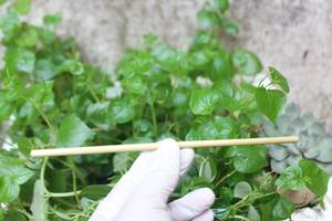 Best Selling Eco-friendly <b>Dried</b> <b>Grass</b> Straw Price Competitive for Use in Food and Drinks - Product Image 3