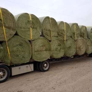 Pienso de Alfalfa Orgánico Premium en Pellets y Pacas, Alto en Proteínas 18% Mín., Grado Alimenticio, Fosfato Dicálcico 2%, Humedad 2%, Corte y Plegado - Product Image 2