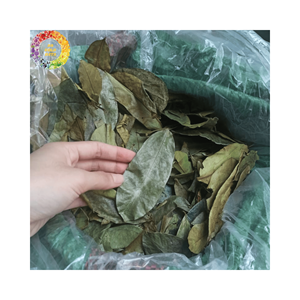 Feuilles de corossol séchées de qualité supérieure Feuille de graviola pure Meilleure offre Feuilles d'annona muricata pour capsules et extrait Prix compétitif - Product Image 2