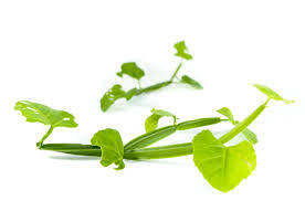 Suplemento de hierbas Cissus Quadrangularis Cápsula a granel Cissus Quadrangularis Cápsulas de extracto - Product Image 3