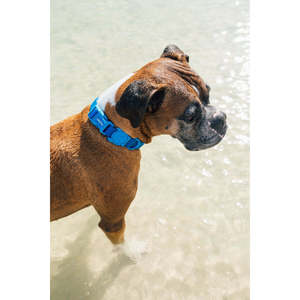 Neopro Blue <b>Collar</b> Elegant and Modern <b>Pet</b> Leash Quick Release Dog <b>Collar</b> for Training Made of Durable Leather and Nylon - Product Image 3