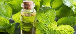 น้ำมัน Melissa Hydrosol ที่ผ่านการรับรองจากธรรมชาติบริสุทธิ์100% สำหรับน้ำมันหอมระเหย - Product Image 4