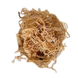 มอสทะเล/มอสสีทองธรรมชาติจากทะเลมอส irishmoss เวียดนาม/เซเรนาราคาขายส่งคุณภาพสูง - Product Image 2