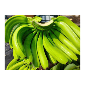 Plátano verde sin madurar, fresco, cosechado y empaquetado a granel para exportación, cocinar, freír, maduración, distribución y comercio al por mayor - Product Image 6