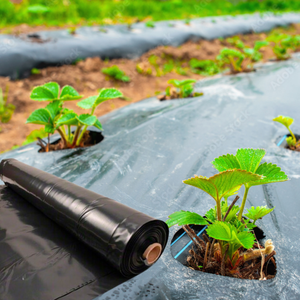 LDPE ฟิล์มคลุมดินพลาสติกสำหรับการเกษตรฟิล์มคลุมดินพลาสติกป้องกันรังสียูวีกระดาษคลุมดินย่อยสลายได้ทางชีวภาพ - Product Image 3