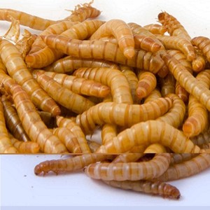 หนอนอาหารแห้งสำหรับสัตว์เลี้ยง - Product Image 4