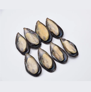 Mejillones con Concha Congelados de Alta Calidad / Carne de Mejillón Disponible para la Venta a Bajo Precio - Product Image 6