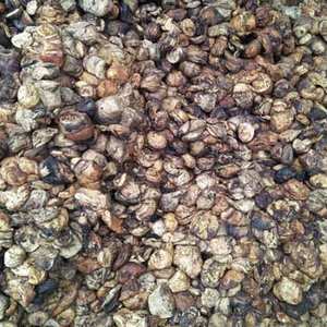 Grade AA+ Natural <b>Rubber</b> Cup Lumps with DRC 65%-75% - Product Image 1