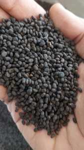เมล็ดพืช Psoralea corylifolia เมล็ดบาบิชิสมุนไพรรากเครื่องเทศในตลาดจากอินเดีย - Product Image 3