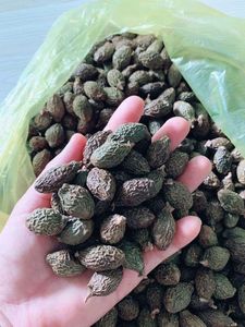 Noix de Malva du Vietnam de haute qualité pour les acheteurs internationaux ayant besoin d'un volume stable et d'un traitement propre - Product Image 5