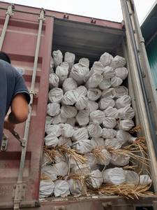 NÚCLEO NATURAL DE RATÁN NÚCLEO DE CAÑA DE RATÁN EMBALAJE DE NÚCLEO DE TEJIDO EN BUNLDE O PROVEEDOR DE ROLLO VIETNAM 2025 GRAN CANTIDAD - Product Image 6