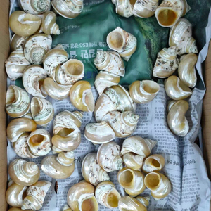 DECORACIÓN DE CONCHA DE MAR A GRANEL-MEZCLA DE ALTA CALIDAD DE CONCHA Y ESTRELLA DE MAR PARA EXPORTACIÓN Y EXPOSICIÓN AL POR MENOR - Product Image 1