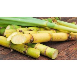 Bâtons de canne à sucre de qualité supérieure Farm frais et juteux - Product Image 5