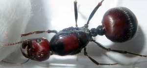 Messor cephalotes (มดผู้เก็บเกี่ยวชาวแอฟริกันยักษ์) - Product Image 2