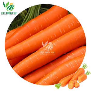 Premium Frozen Organic <b>Carrot</b> Cubes Slices Sticks From Vietnam High Quality IQF BQF Vegetables in Bulk PE Bag Greenhouse Grown - Product Image 4
