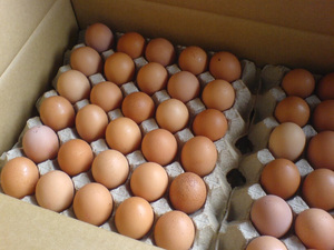 Huevos Frescos de Gallina para Incubar y de Mesa, Blancos y Marrones, Mezcla de Primera Calidad, Conservados y Congelados, Larga Vida Útil, Disponibles Ahora - Product Image 3