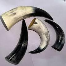 Viking grande tasse de corne à boire corne de buffle naturelle avec vernis à agate et corne de vin artisanat naturel artisanal - Product Image 3