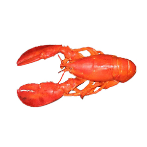 Homards vivants de haute qualité en stock pour achat en gros avec livraison mondiale fiable - Product Image 3