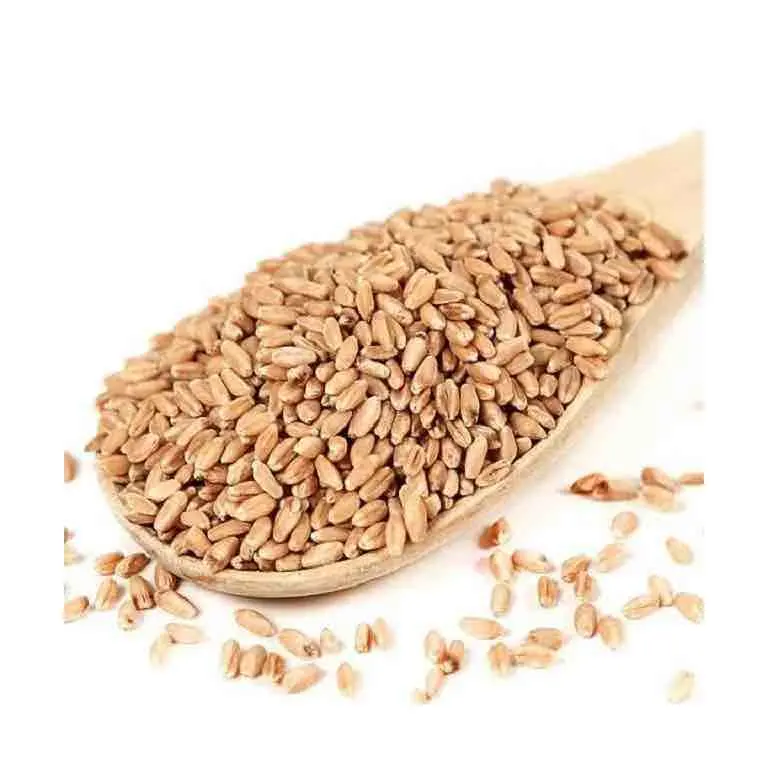 Высокое качество зерна пшеницы оптом, пшеничное зерно оптом