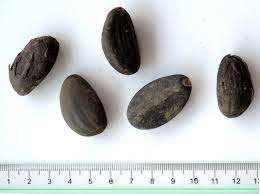 Semillas de Algodón Enteras de Alta Calidad, No Transgénicas, de Grado Alimenticio, de 40-600 cm, Agricultura Orgánica, Origen UE, Almacenamiento Ventilado para Jardinería - Product Image 6