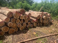 Offre Spéciale du Vietnam-100% bois de teck naturel scié bois bûche planches de bois massif pour la construction et l'ameublement meilleur prix