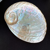 Coquille d'ormeau blanche polie 5 pouces/13 cm, coquillage, décoration côtière, décoration de table