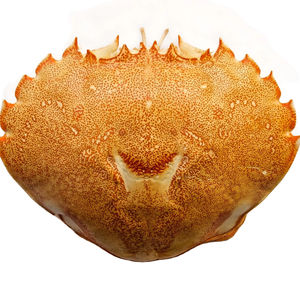 Cáscara de Cangrejo Limpia de Vietnam para Uso Culinario, Decoración y Artesanía, Grado de Exportación // Evan - Product Image 1