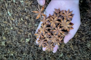 ANIS ÉTOILE DU VIETNAM/ANIS ÉTOILE SÉCHÉ/ANIS ÉTOILE-NOUVELLE CULTURE-BONNE QUALITÉ-BON PRIX - Product Image 3