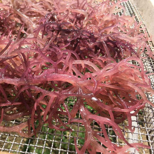 PREMIUM PURPLE SEAMOSS - VIETNAM MEJOR PRECIO y ALTA CALIDAD // Sra. Beatrix - Product Image 1