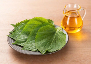 Gran volumen, suministro garantizado: Ofrecemos exportaciones en gran cantidad de hojas frescas de perilla, asegurando un suministro fiable. - Product Image 5