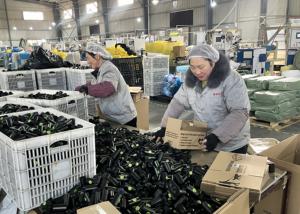 2020 제조업체 도매 친환경 PE 생분해성 개 똥 가방 사용자 정의 로고 레몬 향 20 마이크론 두께 스타 씰 - Product Image 2