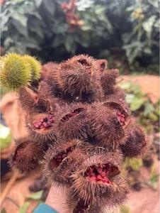 Semillas de Annato para la Industria de las Especias, Colorante Alimentario, Venta al por Mayor a Granel - Product Image 2