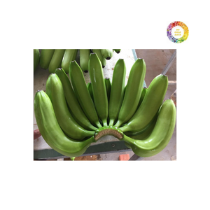 Banane fraîche de fruits tropicaux cultivés naturellement pour la consommation quotidienne et à des fins d'exportation récoltés dans des fermes du Vietnam - Product Image 1
