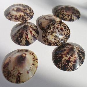 เปลือกหอย Limpet สำหรับตกแต่งเปลือกหอยสำหรับเลี้ยงลูกด้วยนมเปลือกหอยทำด้วยมือจากโรงงานเวียดนามสำหรับเครื่องประดับและงานฝีมือ - Product Image 4