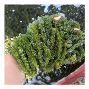 Uva de mar seca, producto favorito del mercado, de 99D Vietnam, fuente mayorista para distribuidores internacionales de alimentos - Product Image 1