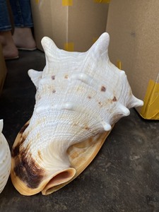 เวียดนาม 2024 SEACHELL SEACHEL ผสม - ตกแต่งเปลือกหอย/ ทรัมเป็ตเปลือกหอยไทรทัน/ เปลือกหอยสังข์ไทรทันเพื่อการส่งออก - Product Image 6