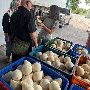 Noix de coco entière polie (Coco Fresco) - Marque TINIMEX Origine Ben Tre Douceur naturelle Durée de conservation de 40 jours - Vente en gros pour le monde - Product Image 6