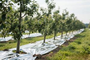 14 mikron Agricultur zemin kapak elma ağacı üzüm bitki şişirme metalize radyant ışık yansıtıcı polietilen <span class=keywords><strong>Film</strong></span>