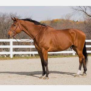 CHEVAL BRIDLE DELUXE ANATOMIQUE EN CUIR ÉLEVÉ Meilleure nouvelle bride anatomique Cheval anatomique bride en cuir Design anatomique - Product Image 5