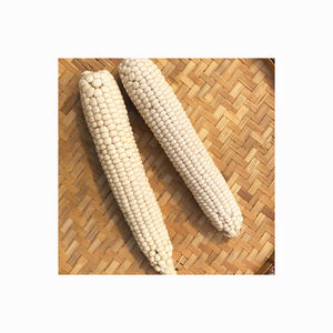 ข้าวโพดเลี้ยงสัตว์สีขาวแบบ GMO หรือแบบ non-GMO สำหรับมนุษย์และสัตว์ - Product Image 6