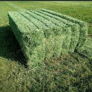 Heno de Alfalfa de Alta Calidad al por Mayor en Bolsas, Precios al por Mayor para Alimento de Ganado, Heno de Alfalfa de Alta Calidad en Bolsas para la Venta al por Mayor - Product Image 1